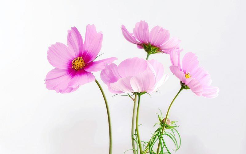 ANDULACION ANDULACION